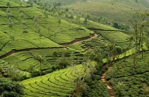 Tea Plantations at Munnar