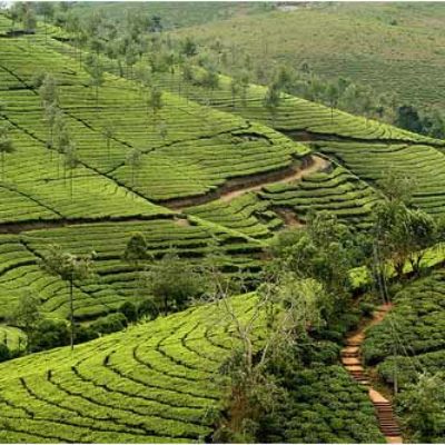 Tea Plantations at Munnar