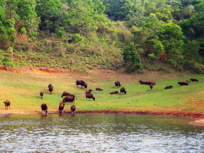 See wild animals while do boating at Thekkady