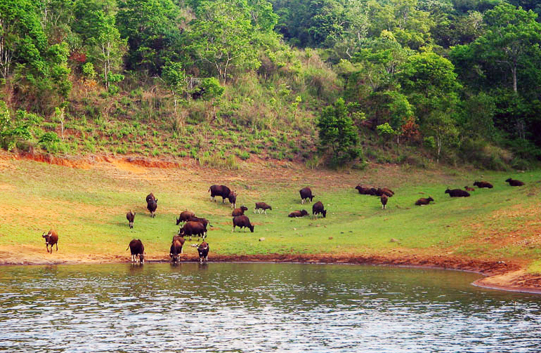 See wild animals while do boating at Thekkady