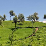 Munnar tea plantations